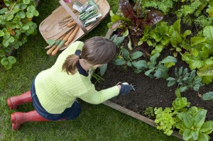 Weeding A Corner of the Vegetable Garden