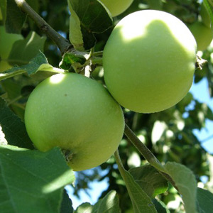 letní jablka