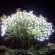 Vánoční strom na zahradě – zvolte správný světelný řetěz
